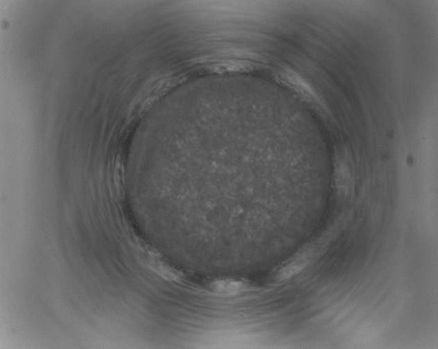 X0000061730169200512231444