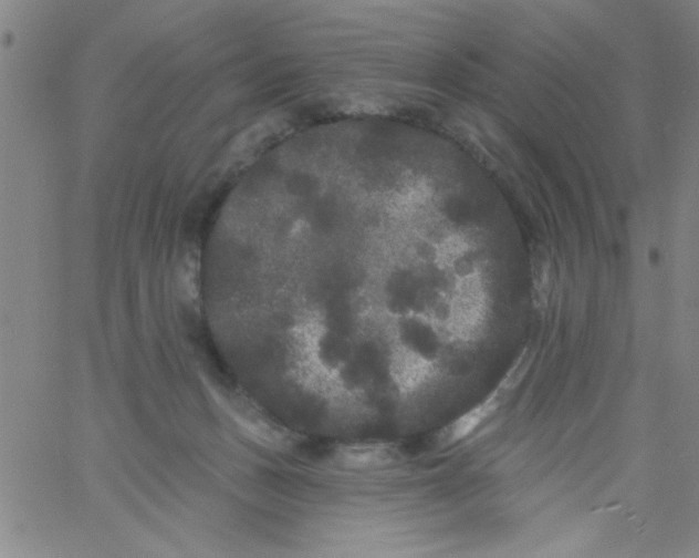 X0000061730175200512231444