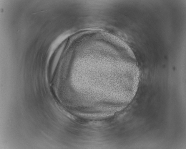 X0000061730294200512231441