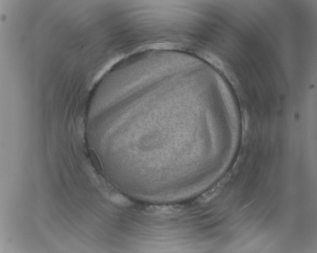 X0000061730297200512231441