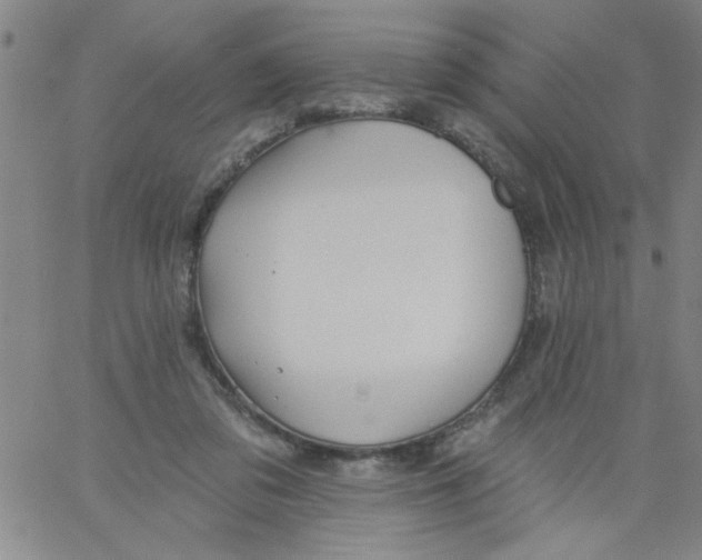 X0000061730309200512231441