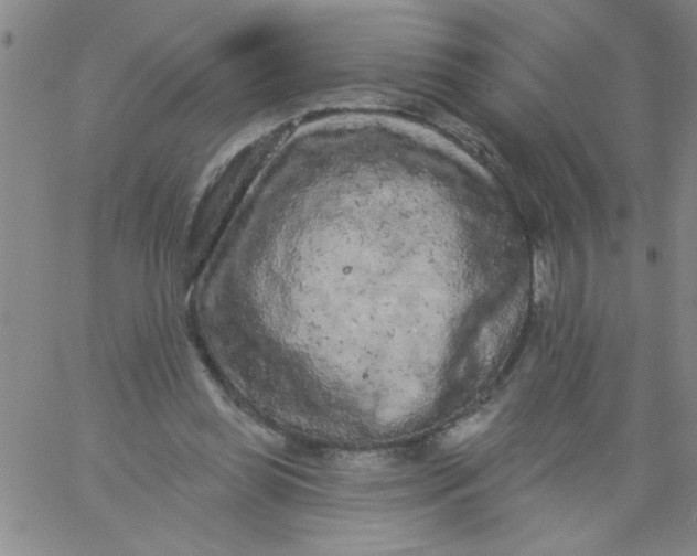 X0000061730349200512231440