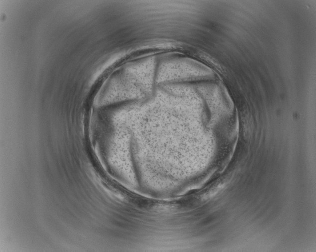 X0000061730350200512231440