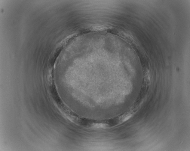 X0000061730360200512231440