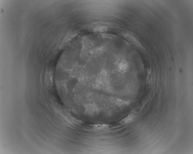 X0000061730363200512231440