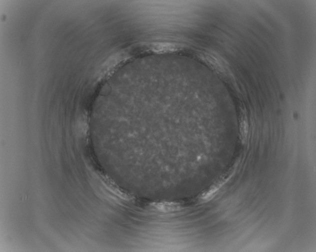 X0000061730367200512231440