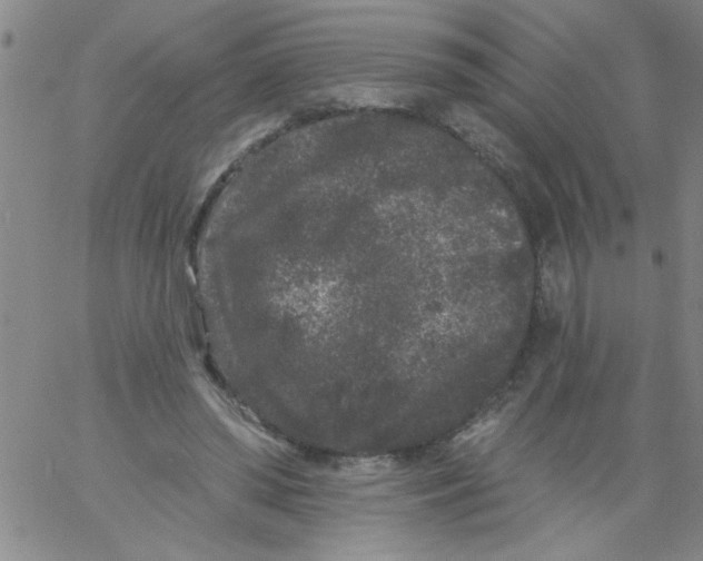 X0000061730398200512231440