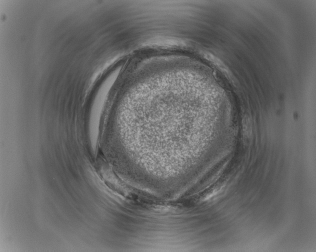 X0000061730399200512231440