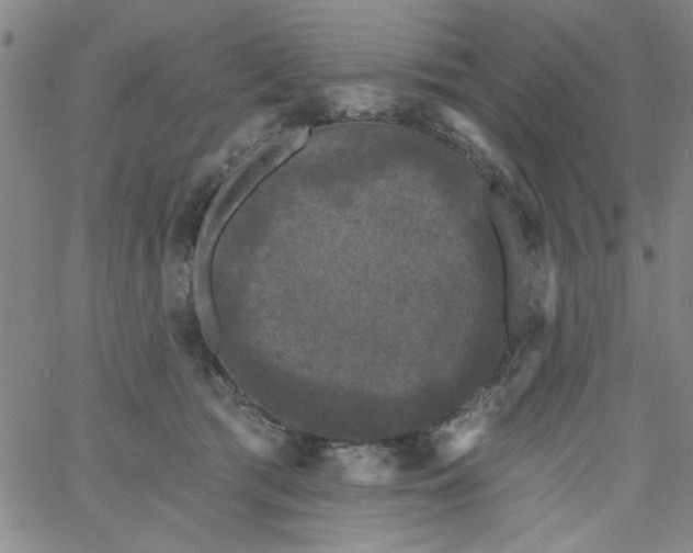 X0000061730417200512231439