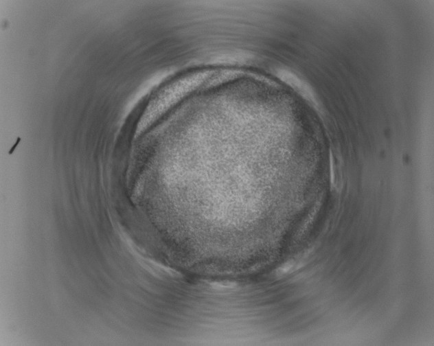 X0000061730483200512231438