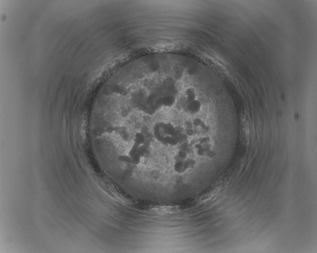 X0000061730499200512231438