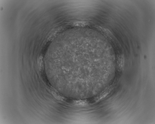 X0000061730511200512231438