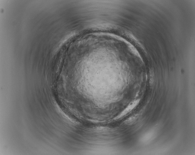 X0000061730637200512231435