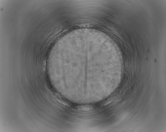 X0000061730652200512231436