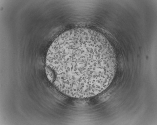 X0000061730661200512231436