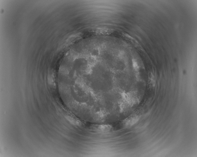 X0000061730663200512231436