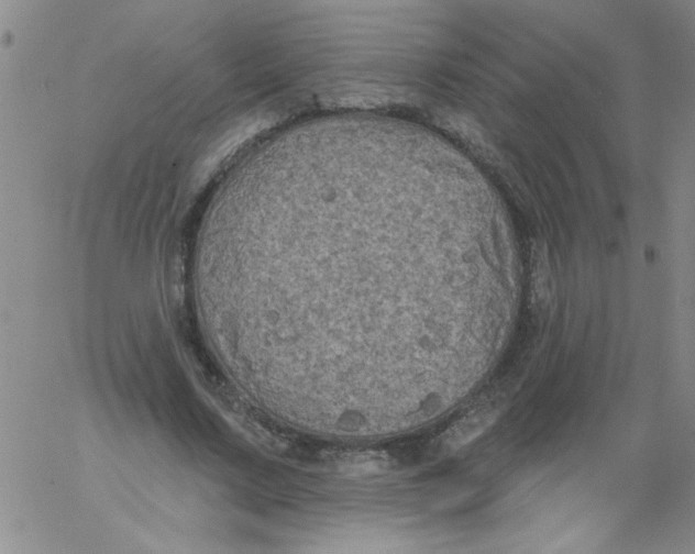 X0000061730683200512231435