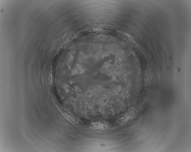 X0000061730703200512231435