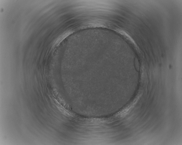 X0000061730785200512231433