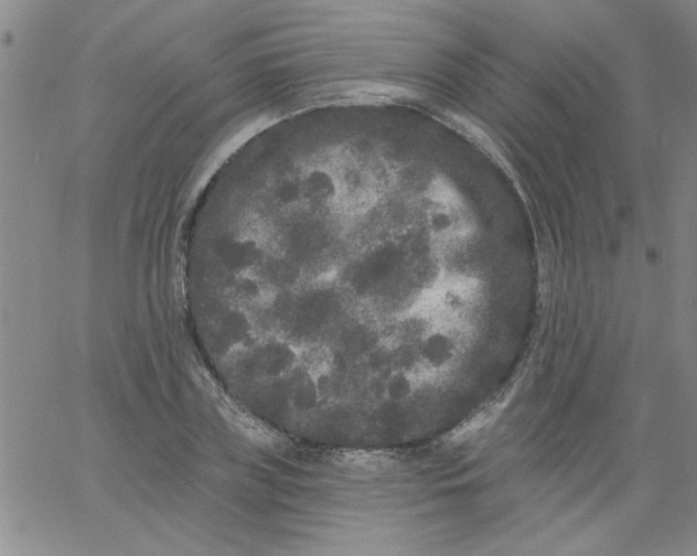 X0000061730835200512231432