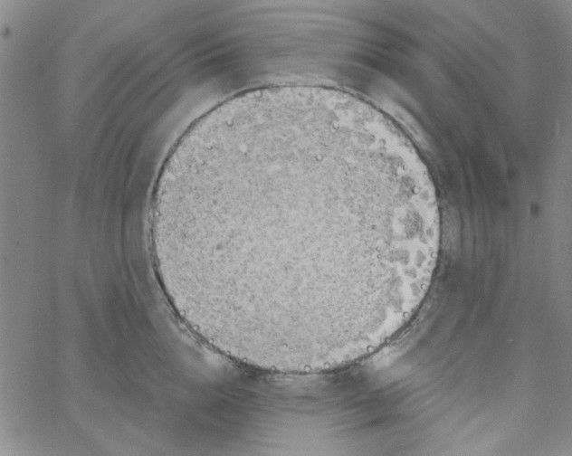 X0000061730856200512231433