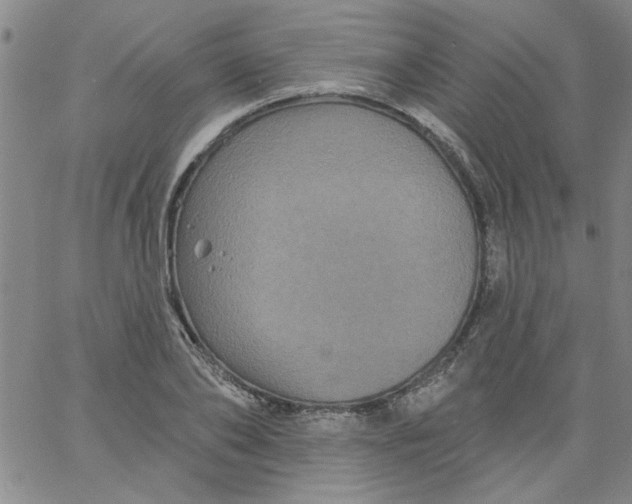 X0000061730886200512231432