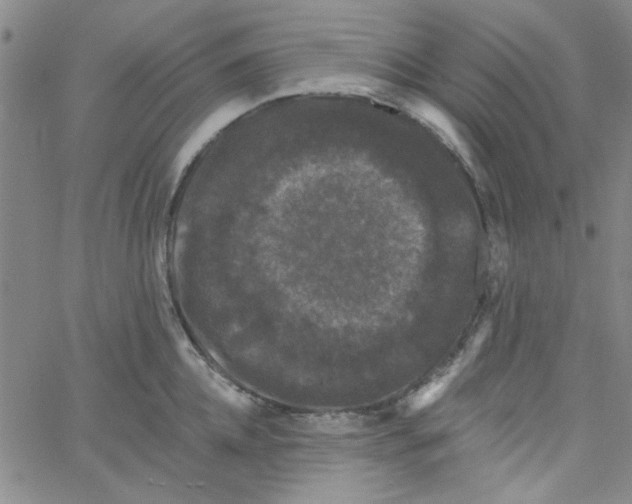 X0000061730952200512231431