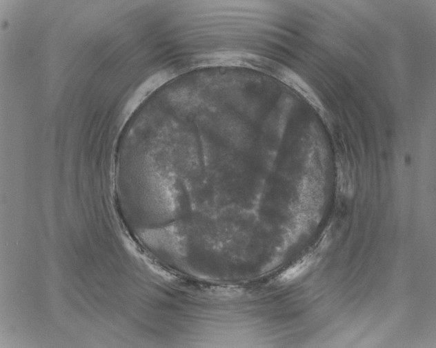 X0000061730994200512231430