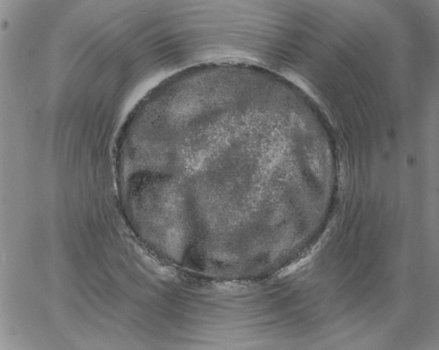 X0000061731022200512231429