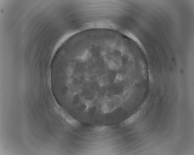 X0000061731035200512231429