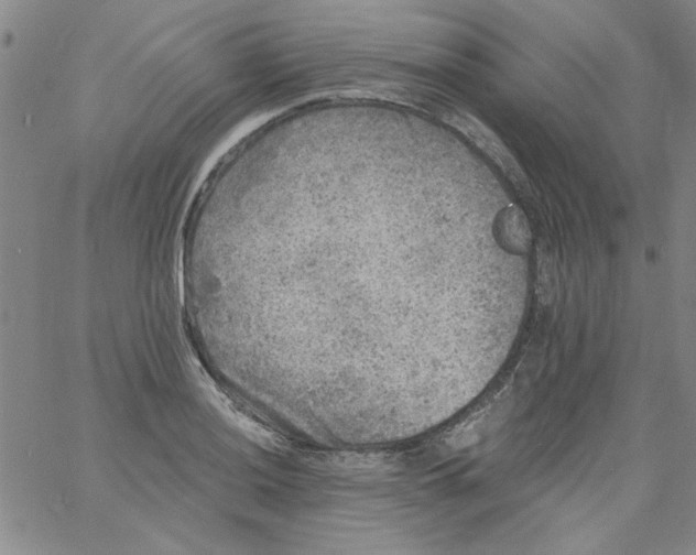 X0000061731036200512231429