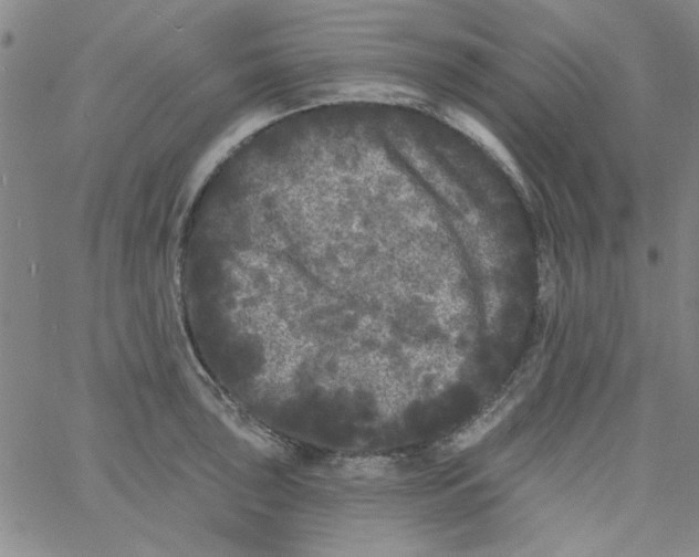 X0000061731043200512231429