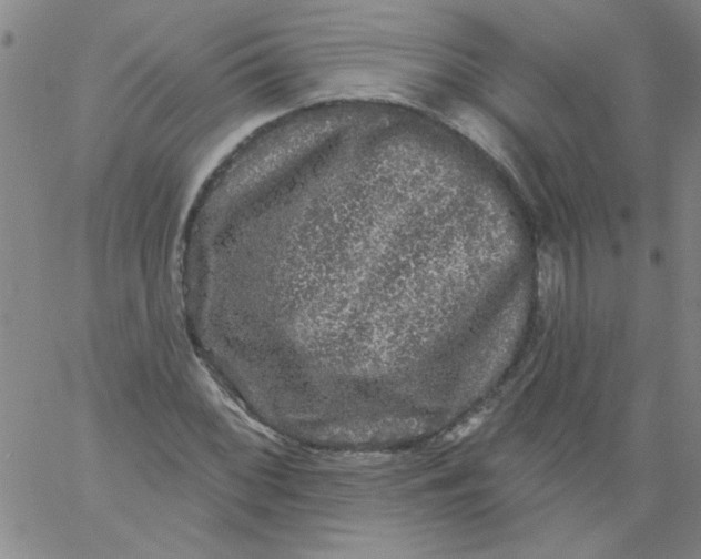 X0000061731068200512231429