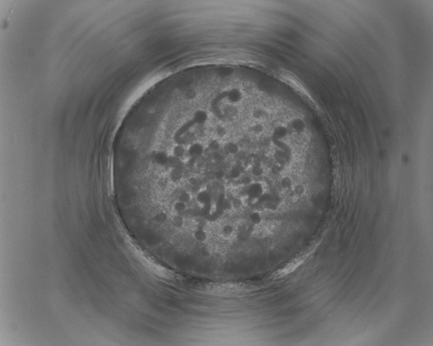 X0000061731079200512231429