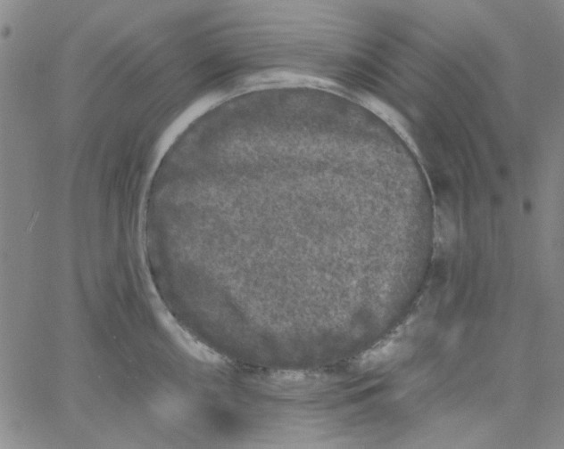 X0000061731098200512231428