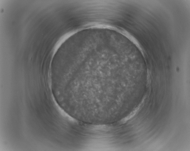 X0000061731247200512231426