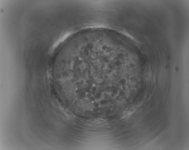 X0000061731255200512231426