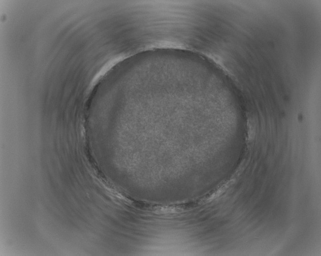 X0000061731266200512231425