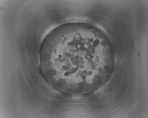 X0000061731267200512231425