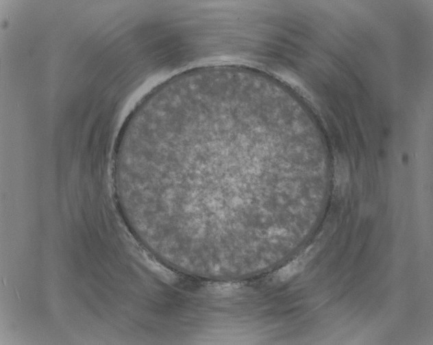 X0000061731278200512231425