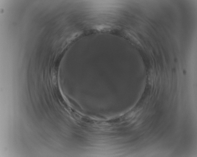 X0000061731298200512231424