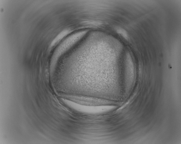 X0000061731354200512231424