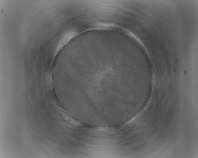 X0000061731362200512231424