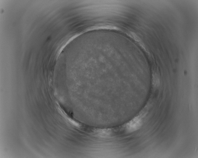 X0000061731369200512231424