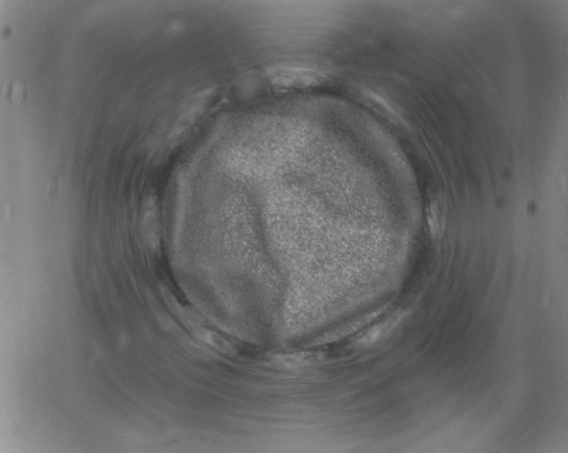 X0000061731396200512231423