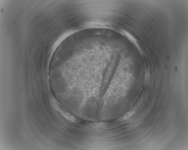 X0000061731435200512231423