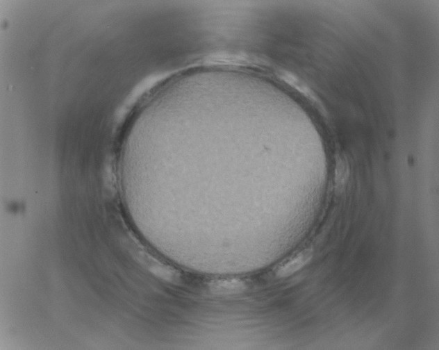 X0000061731454200512231422