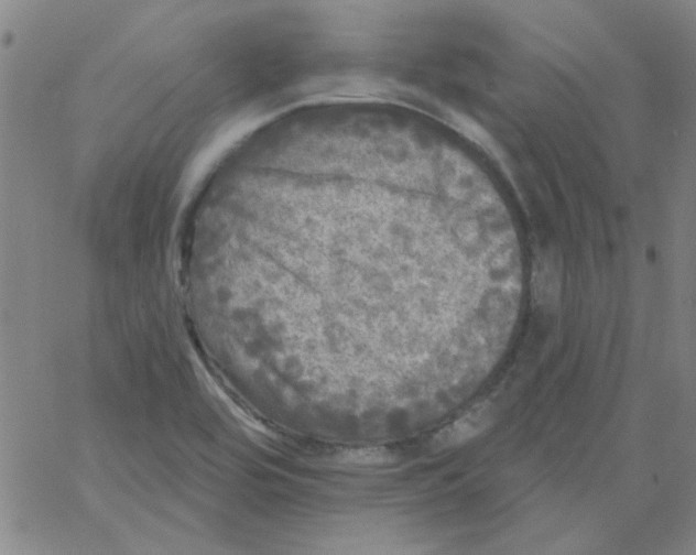 X0000061731464200512231422