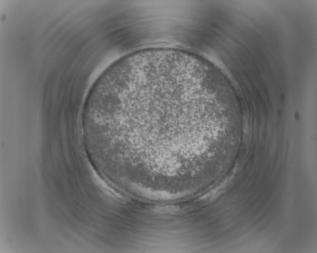 X0000061731466200512231422