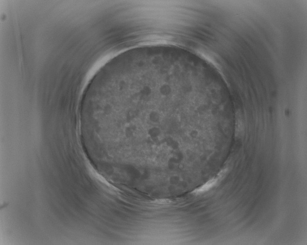 X0000061731467200512231422